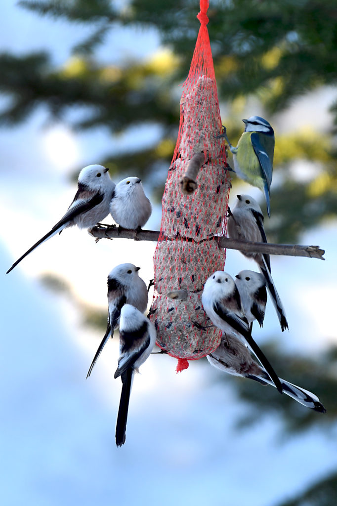 Valokuvaaja: Matti Vaarula