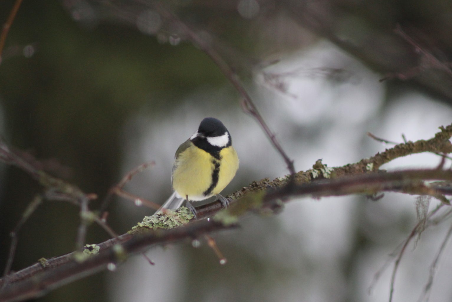 Valokuvaaja: Kalle Asikainen