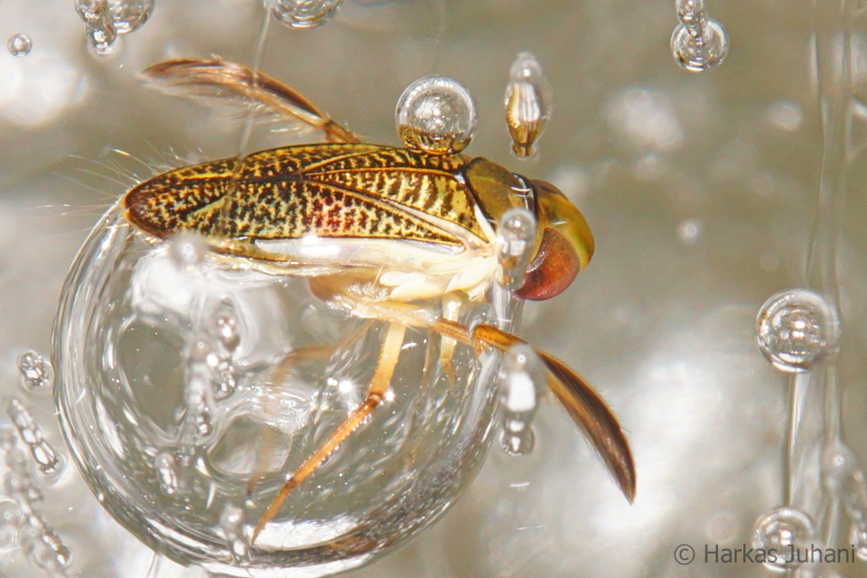 Valokuvaaja: Juhani Harkas