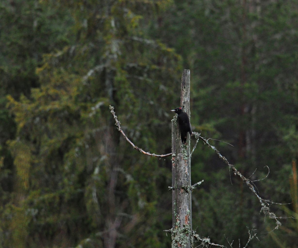 Valokuvaaja: Jenni Merilä