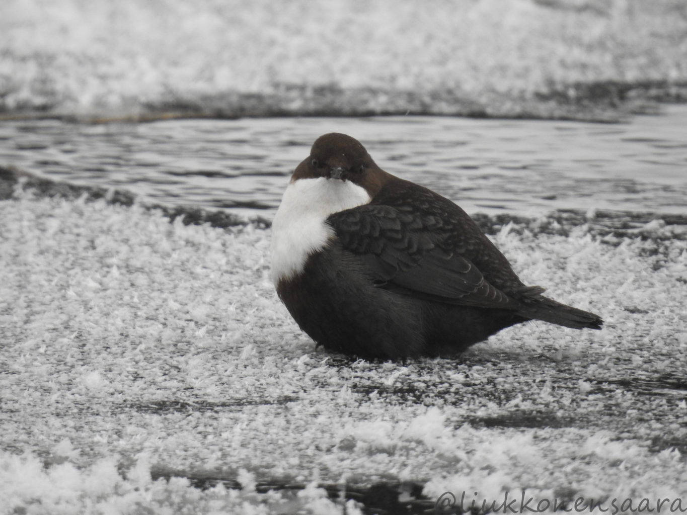 Valokuvaaja: Saara Liukkonen