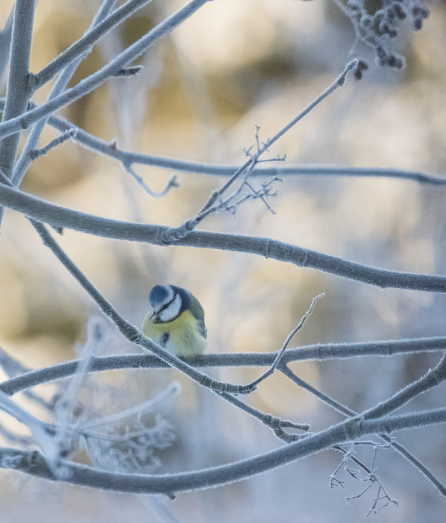Valokuvaaja: Anne Patana