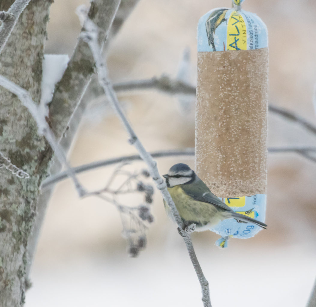 Valokuvaaja: Anne Patana