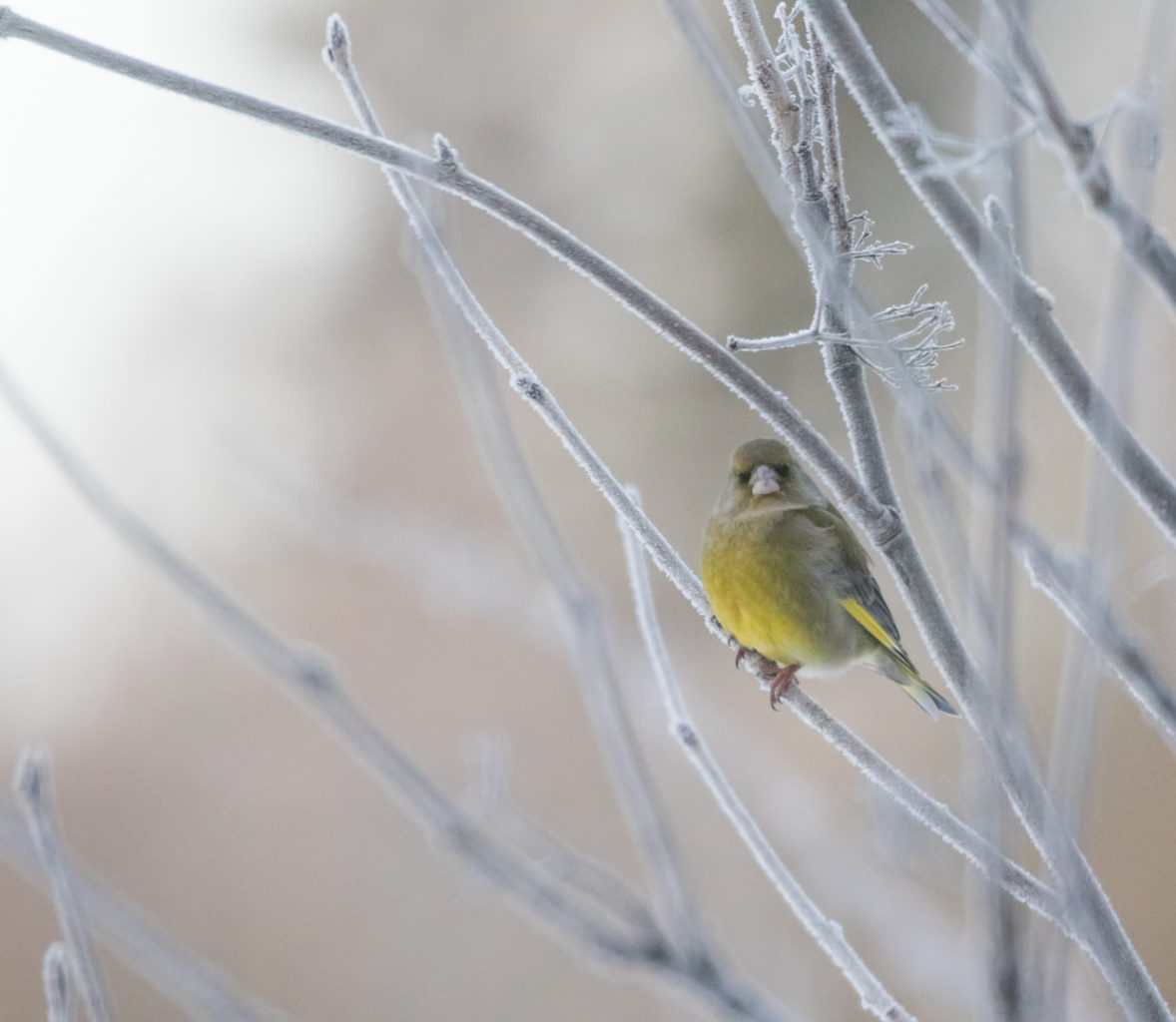Valokuvaaja: Anne Patana