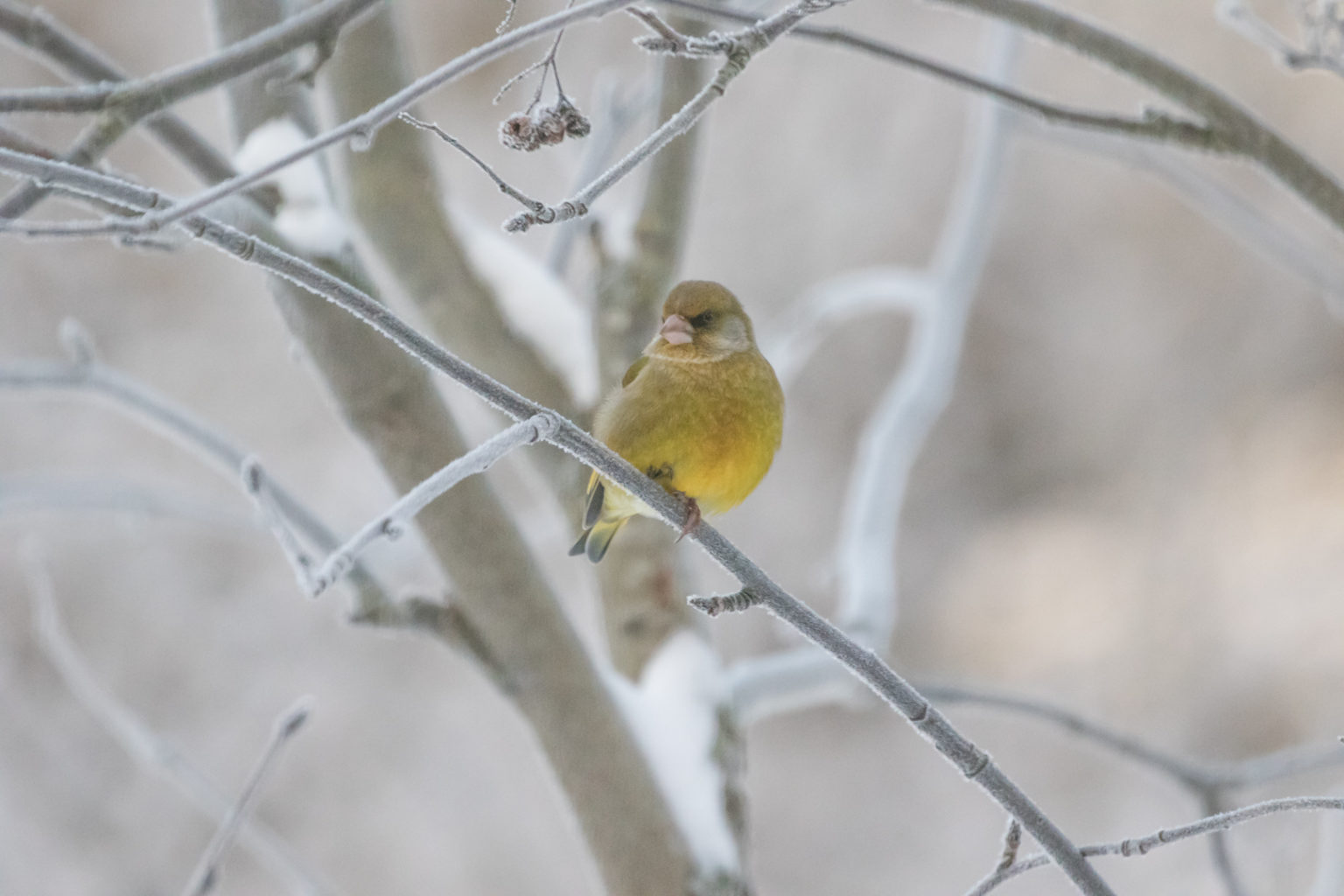 Valokuvaaja: Anne Patana