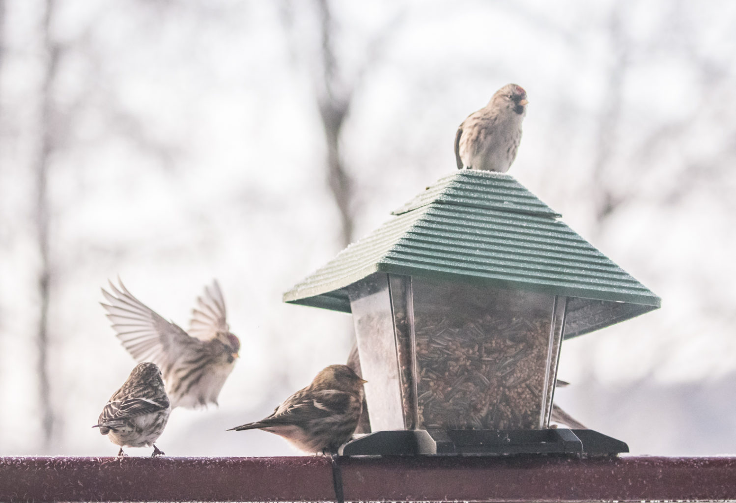 Valokuvaaja: Anne Patana