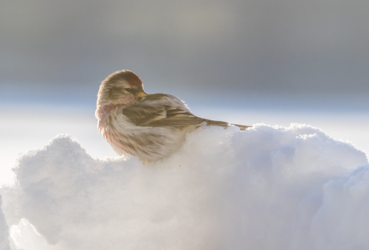 Valokuvaaja: Anne Patana