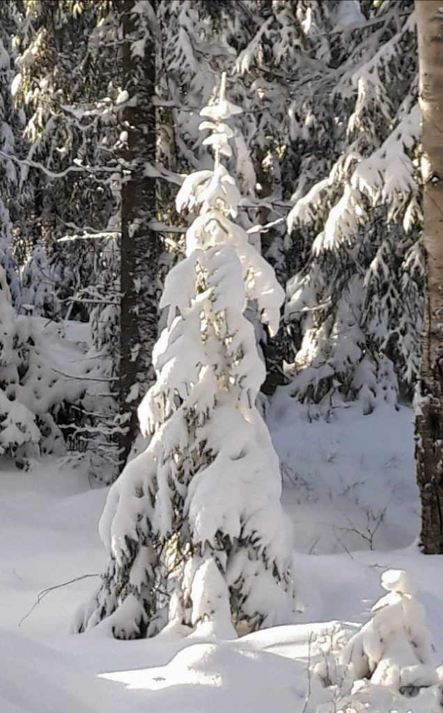 Valokuvaaja: Anne Ala-Mikkula