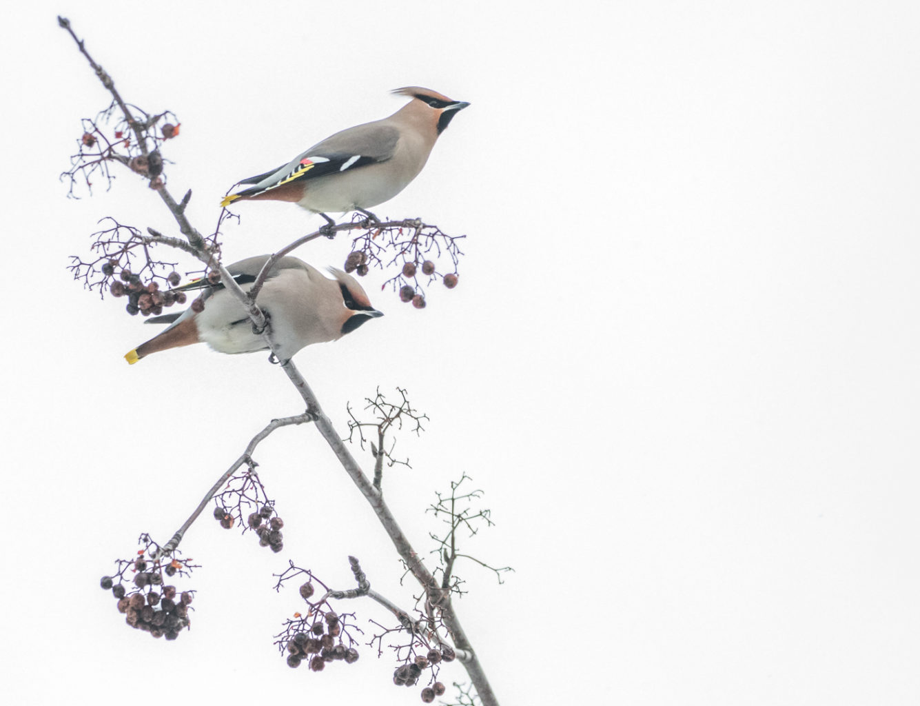 Valokuvaaja: Anne Patana