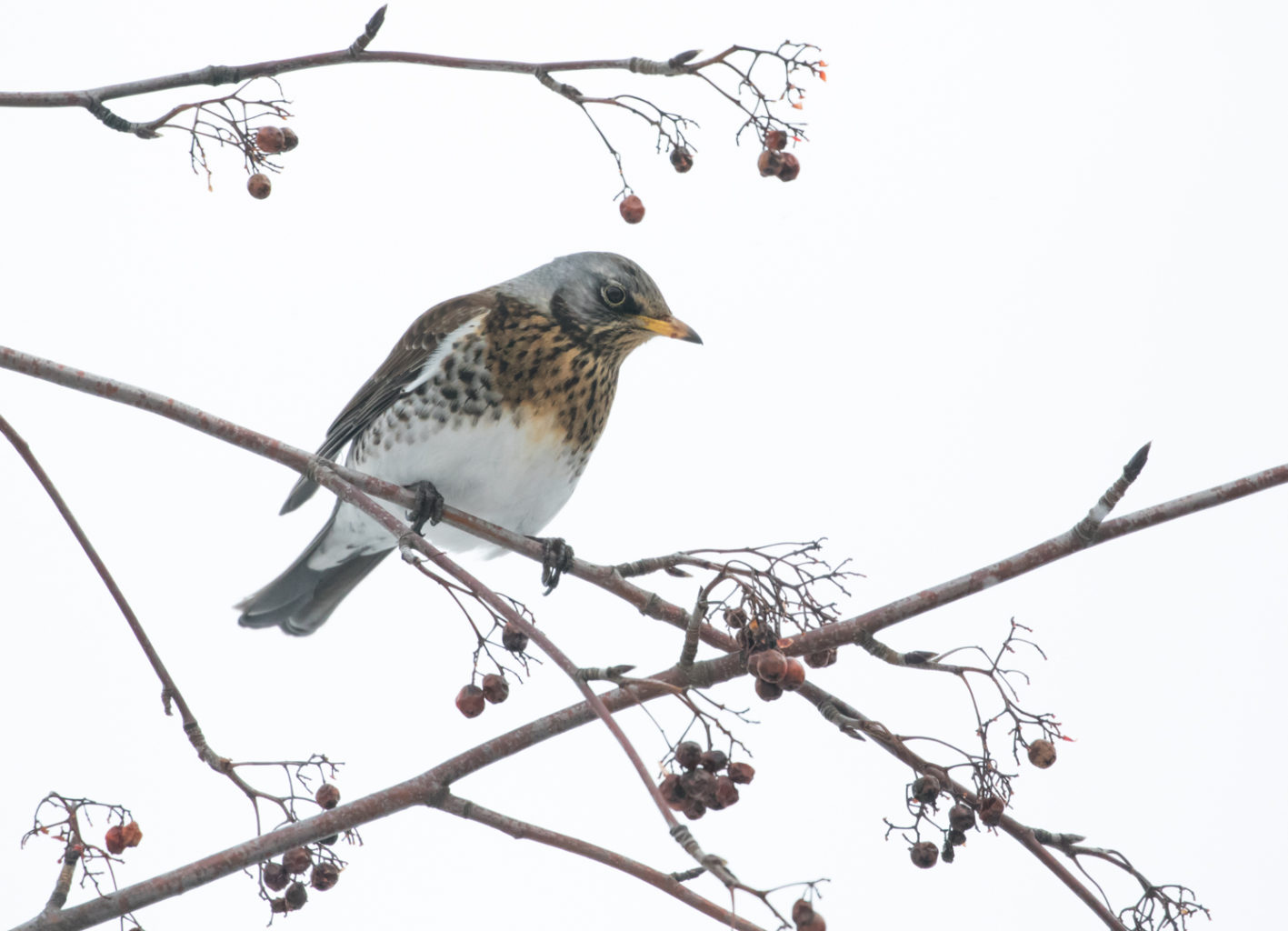 Valokuvaaja: Anne Patana