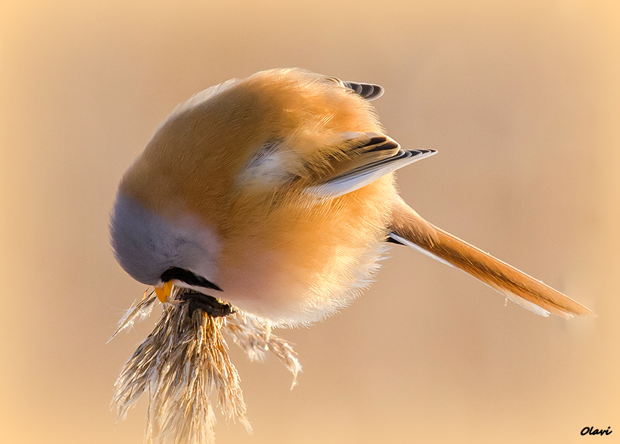 Valokuvaaja: Olavi Kangas