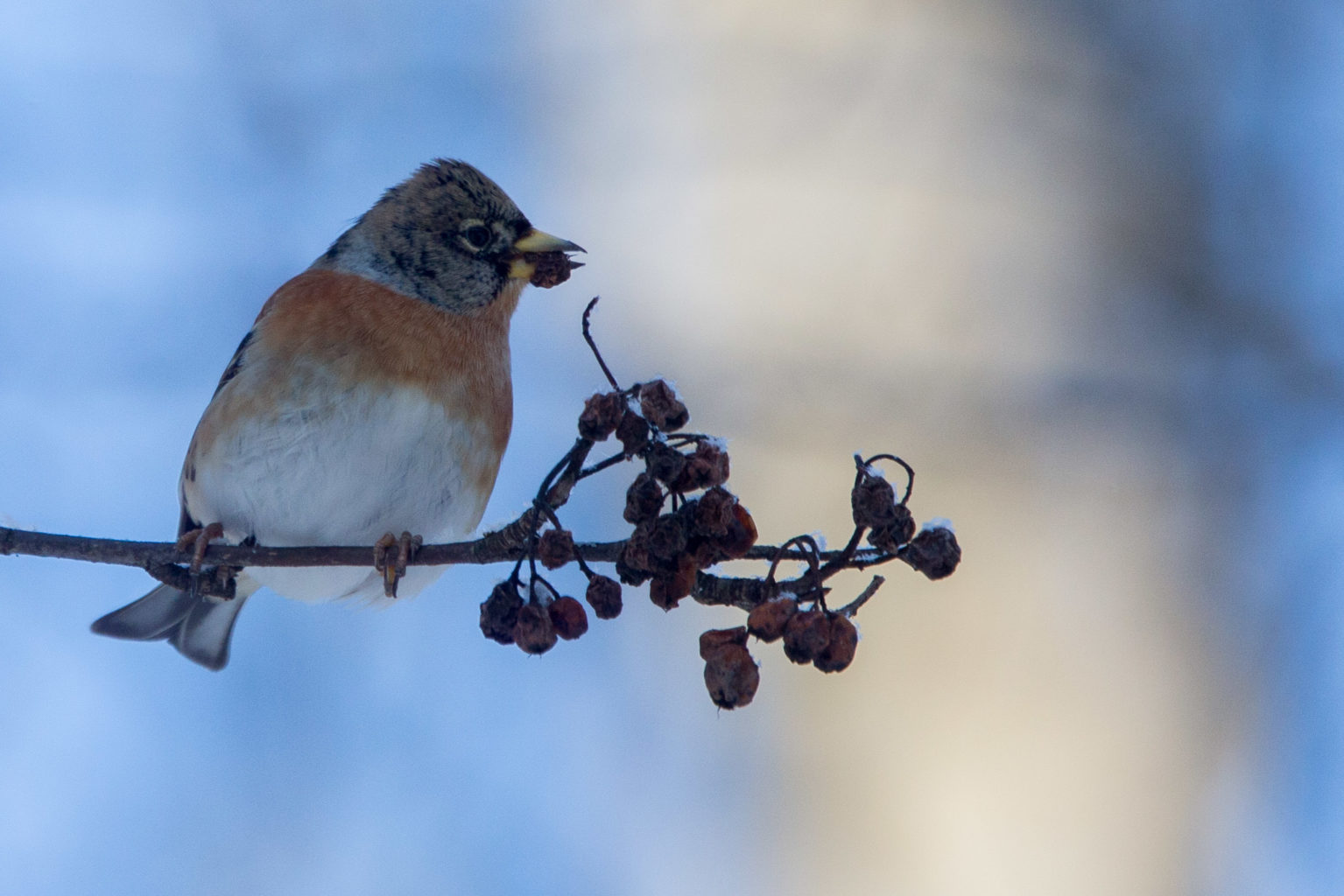 Valokuvaaja: Markku Salonen Valokuvaaja: Markku Salonen