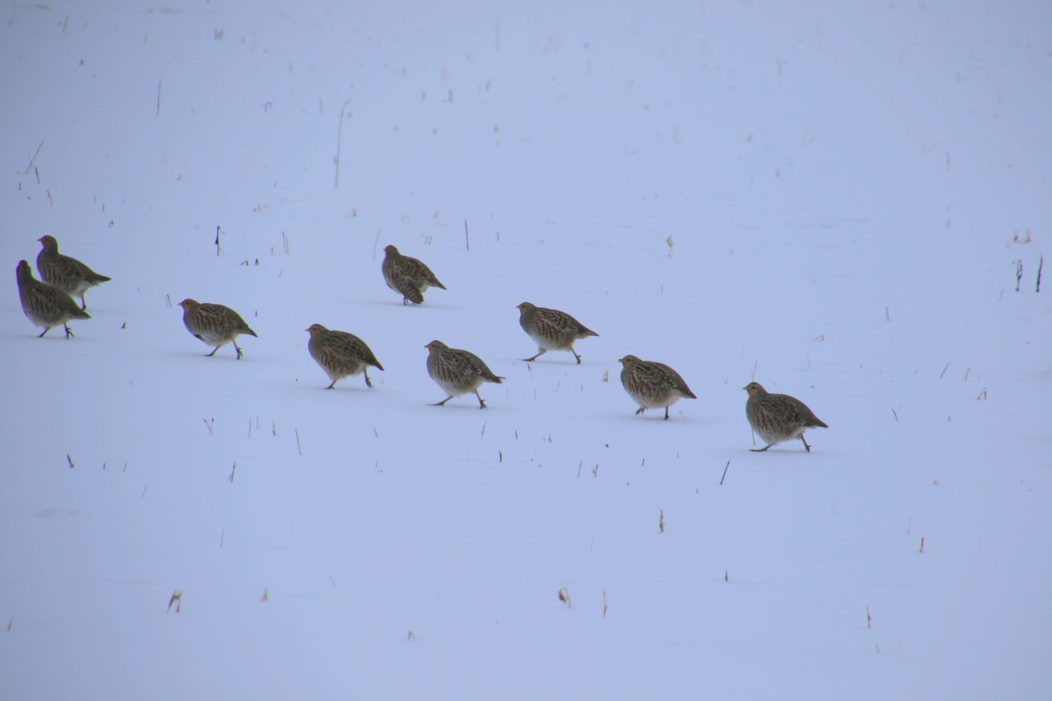 Valokuvaaja: Kari Aaltonen