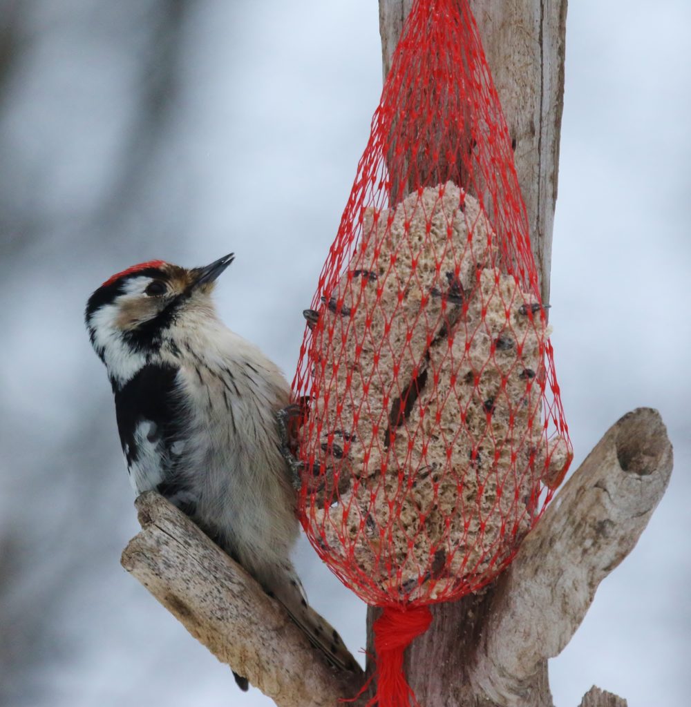 Valokuvaaja: Päivi Ronkainen