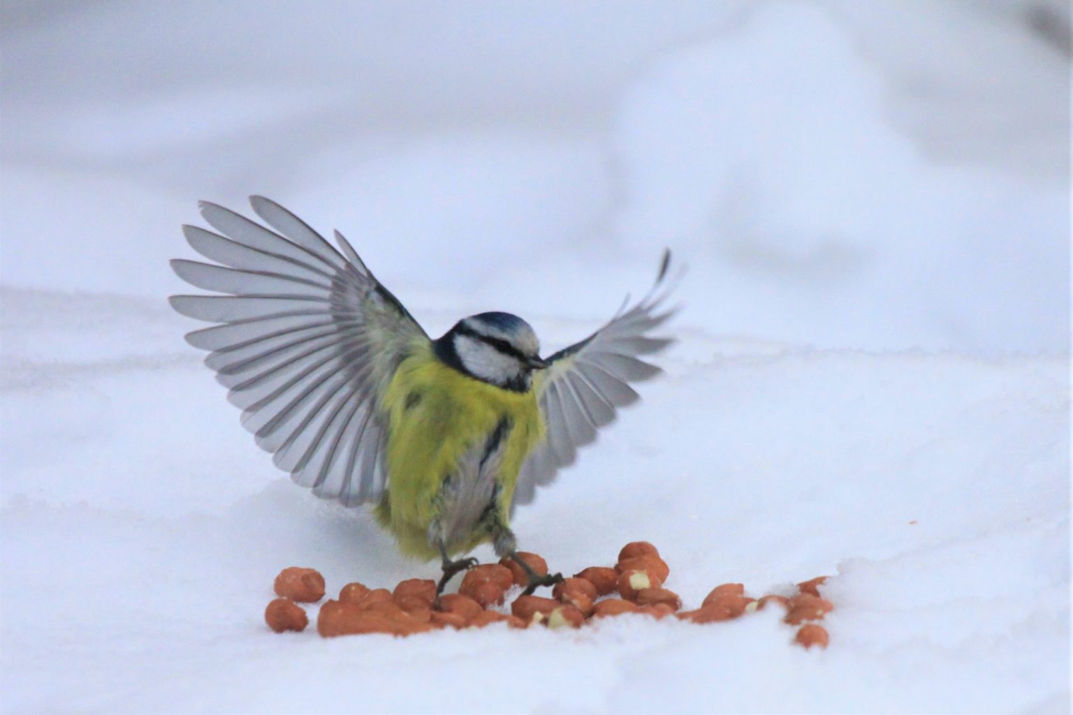 Valokuvaaja: Berndt  Hannelius