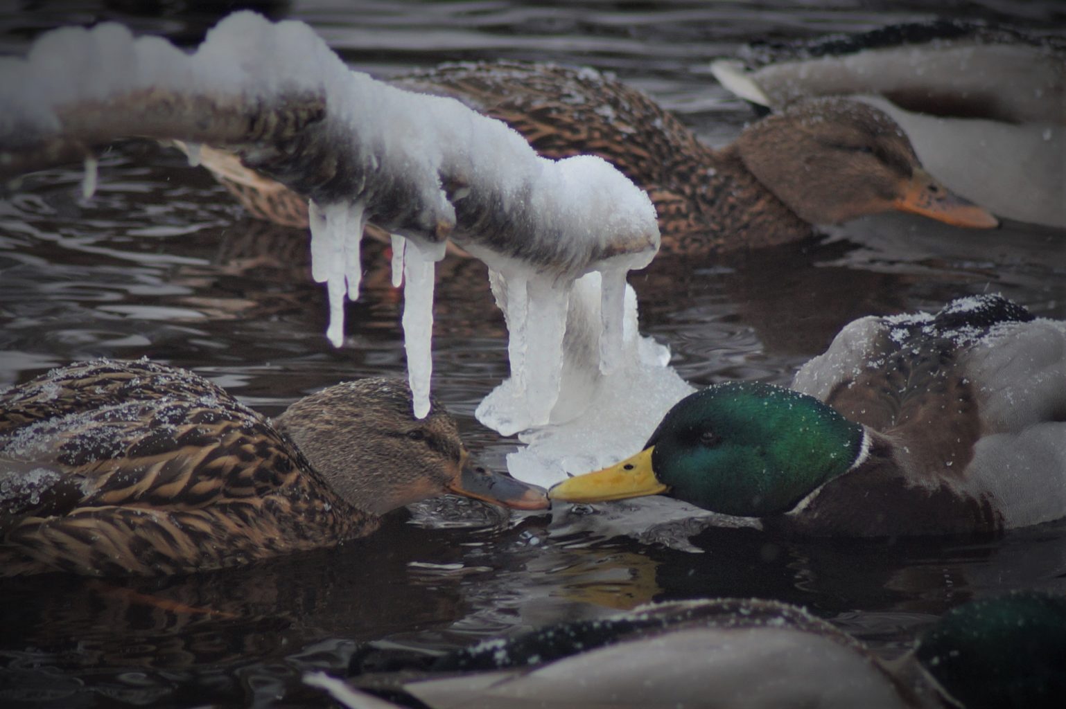Valokuvaaja: Maarit Siitonen