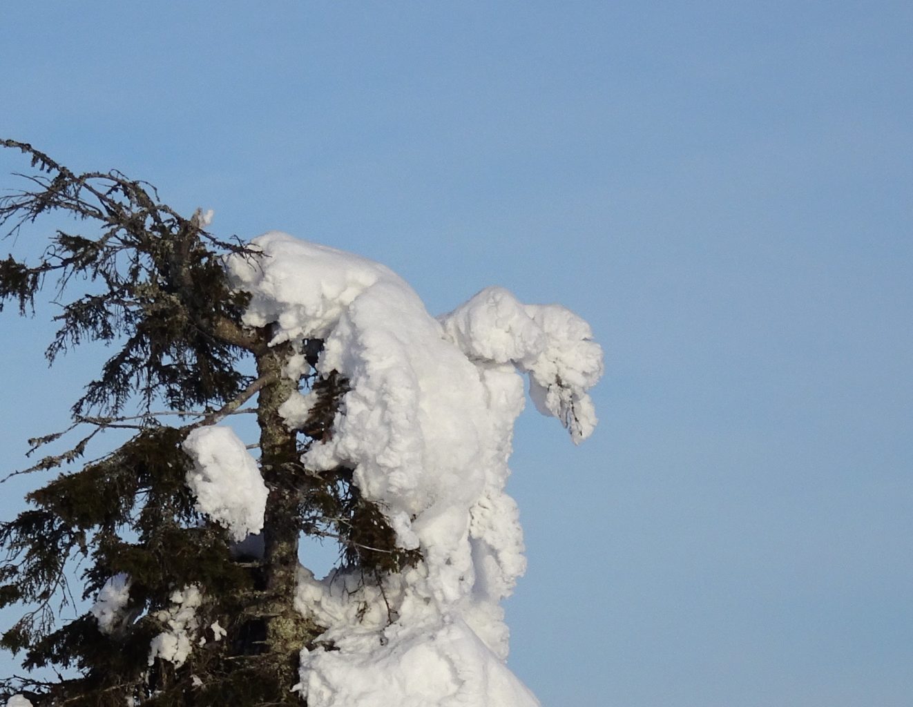 Valokuvaaja: Irja Lehtinen Valokuvaaja: Irja Lehtinen
