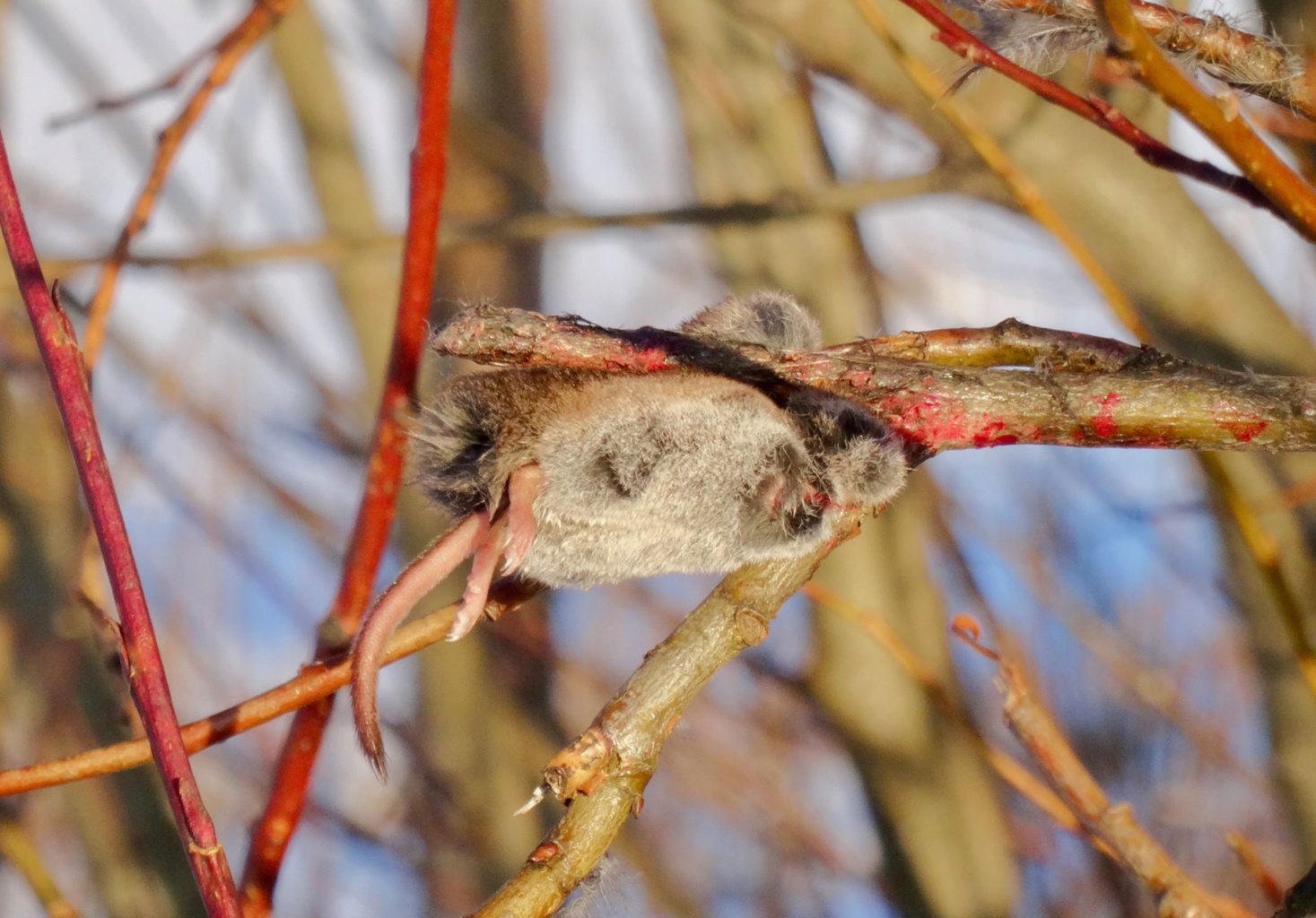 Valokuvaaja: Liisa Niiva-Korpela