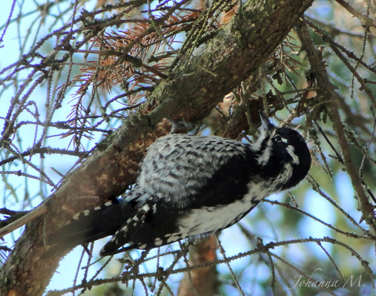 Valokuvaaja: Johanna Mattila