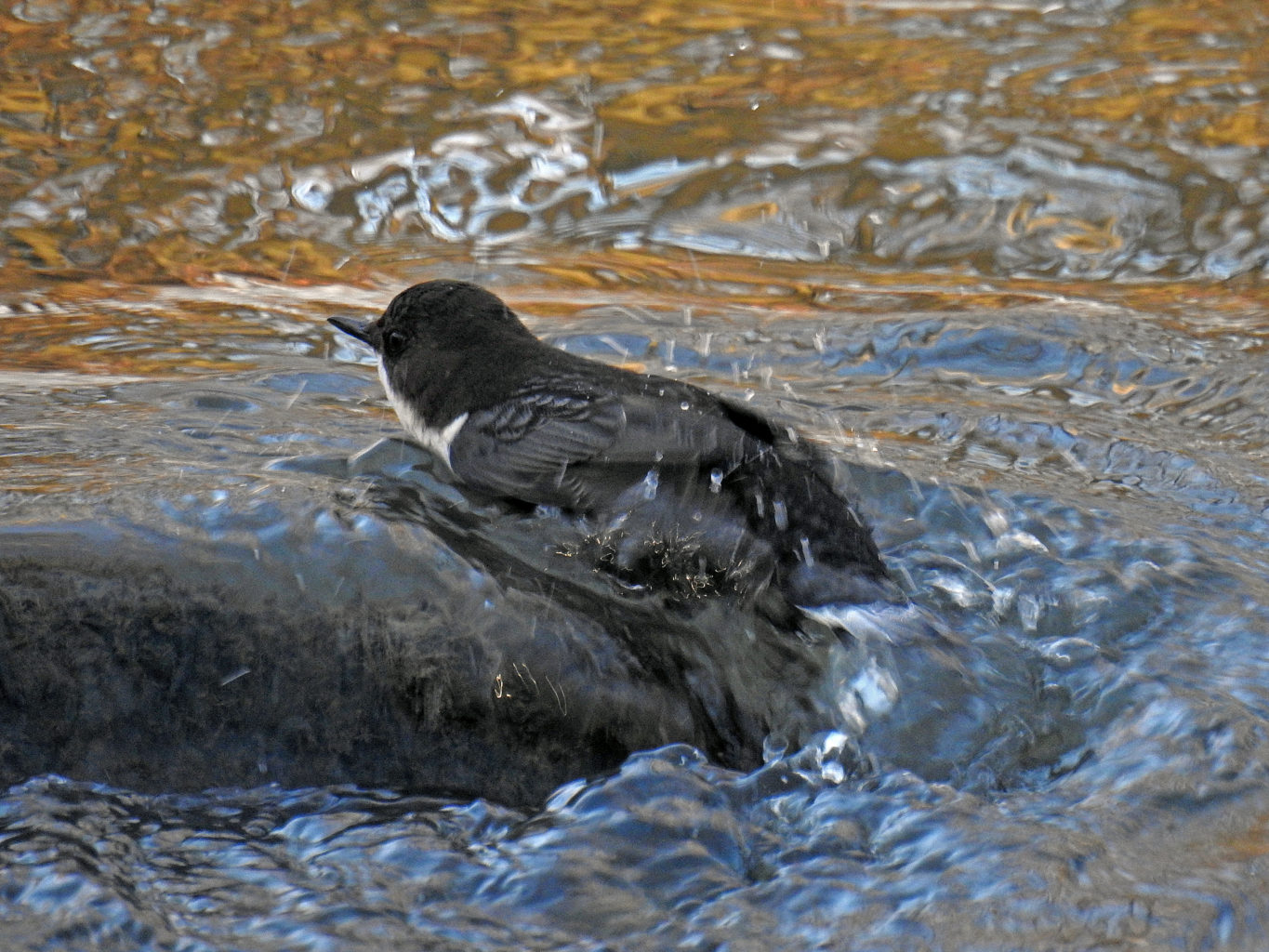 Valokuvaaja: Paavo Siukonen