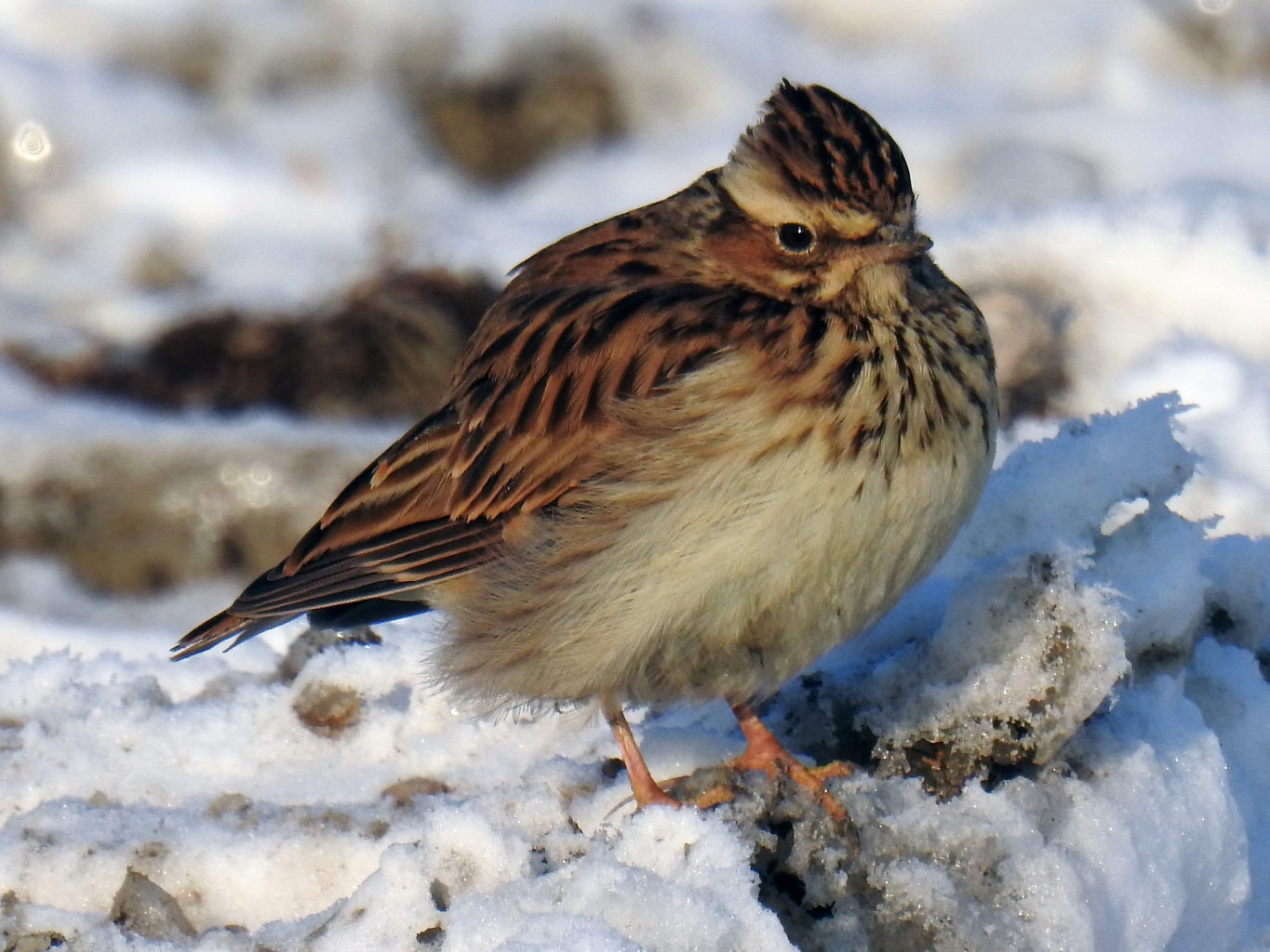 Valokuvaaja: Paavo Siukonen