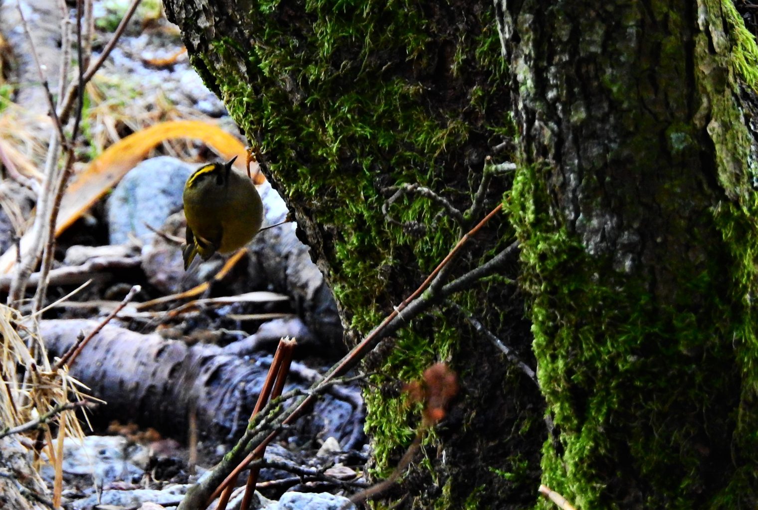 Valokuvaaja: Kari Pirttilä