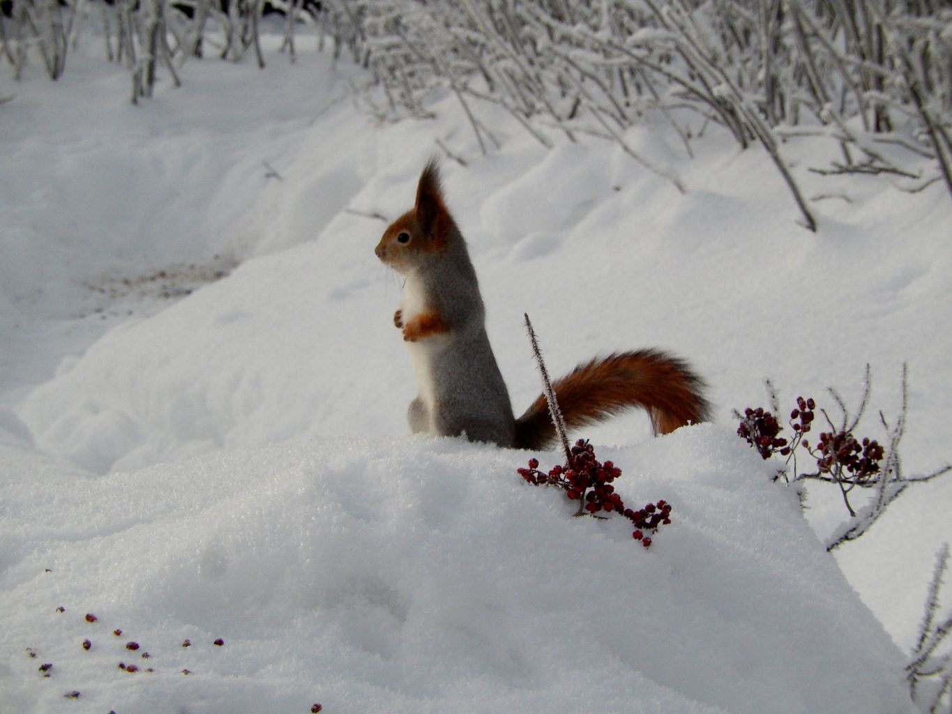 Valokuvaaja: Pirkko Siukonen