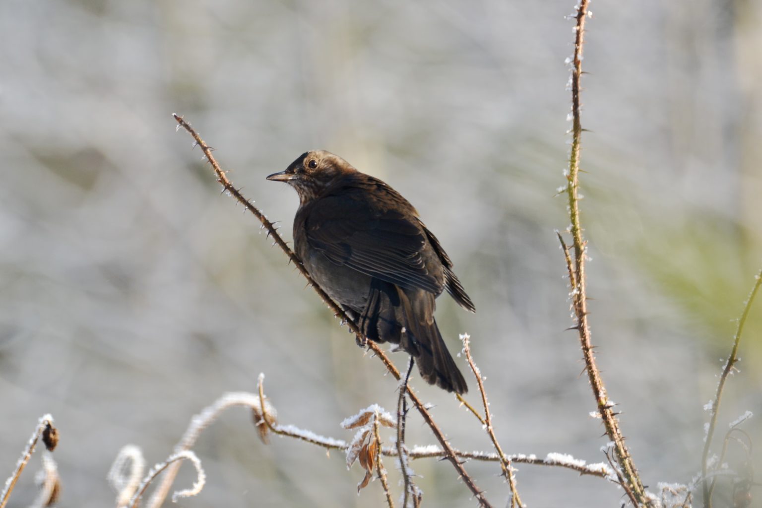 Valokuvaaja: satu välimaa