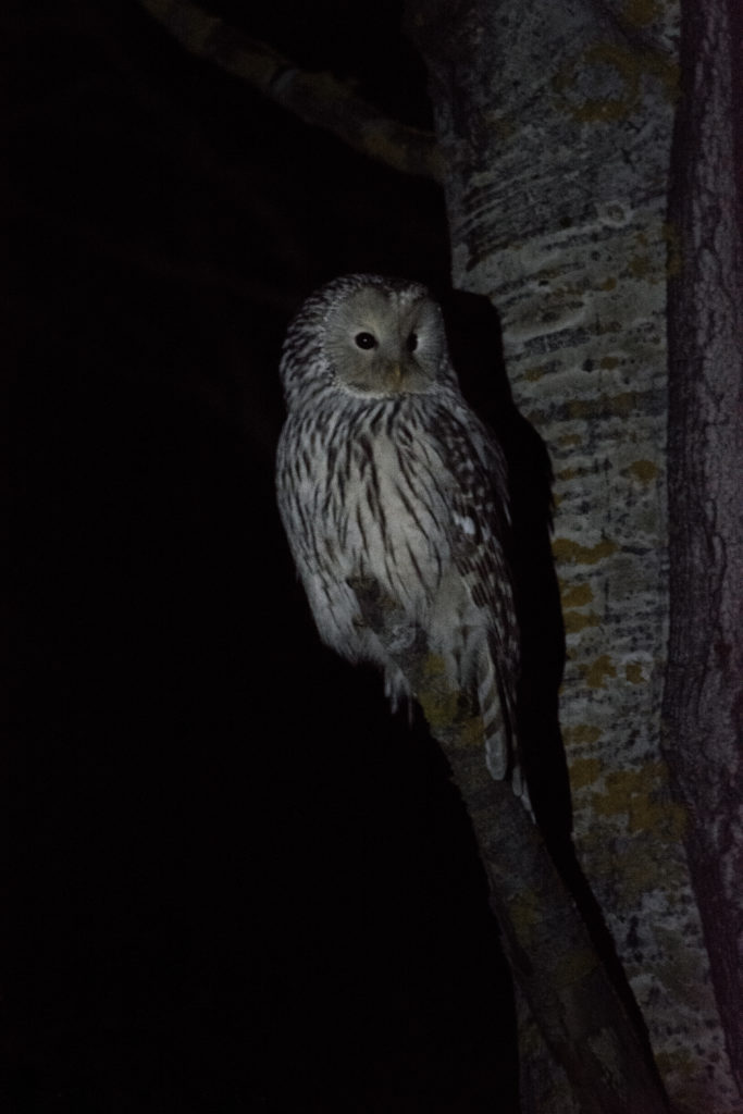 Valokuvaaja: Riikka Tuomi