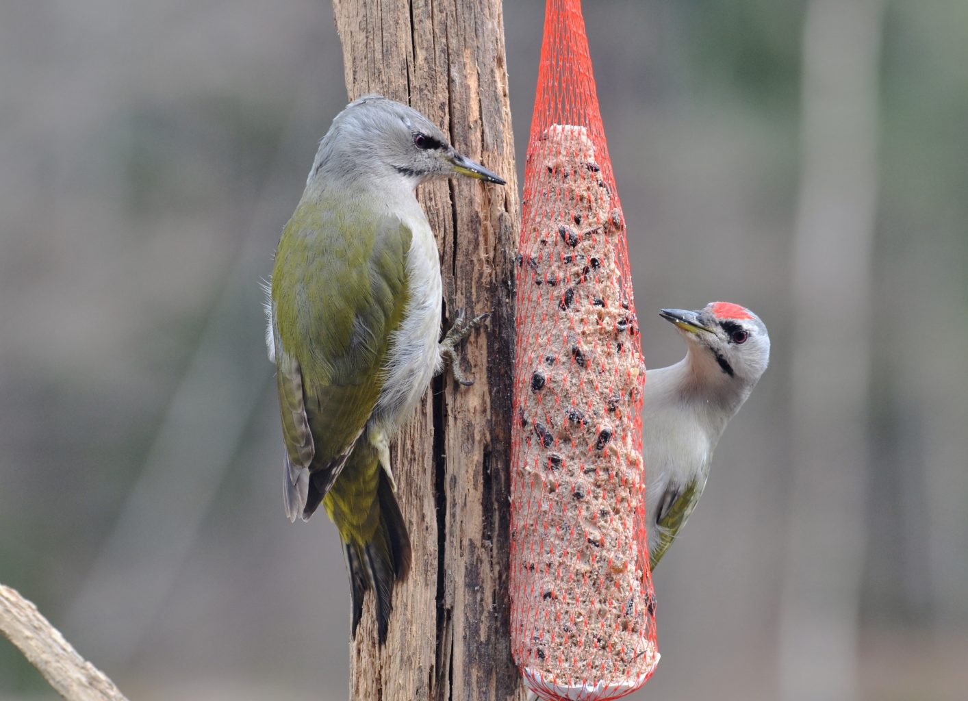 Valokuvaaja: satu välimaa
