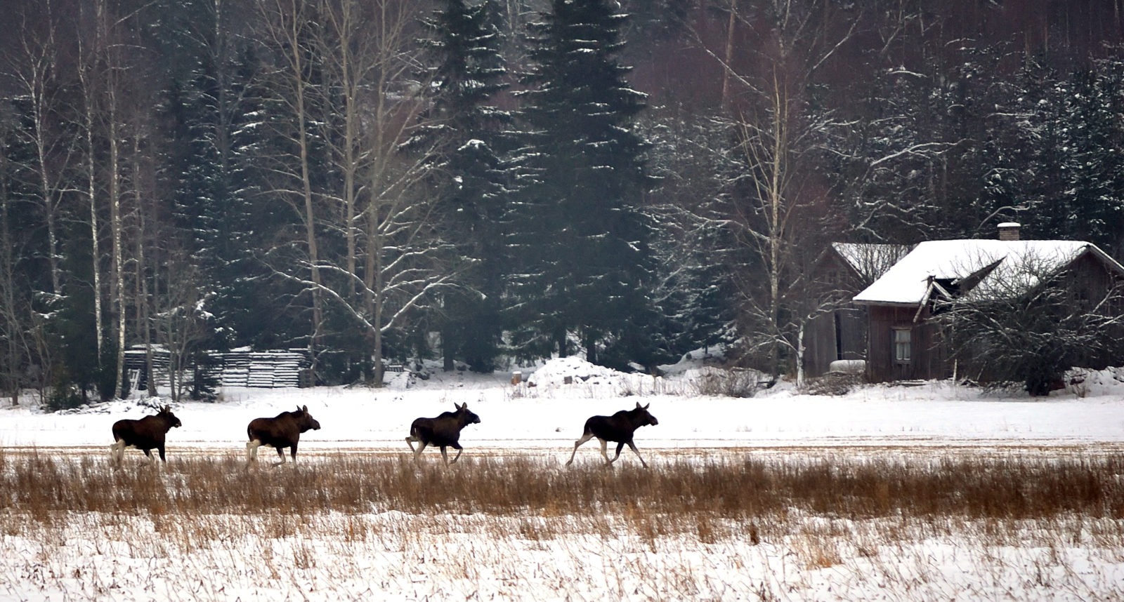 Valokuvaaja: Kari Pirttilä
