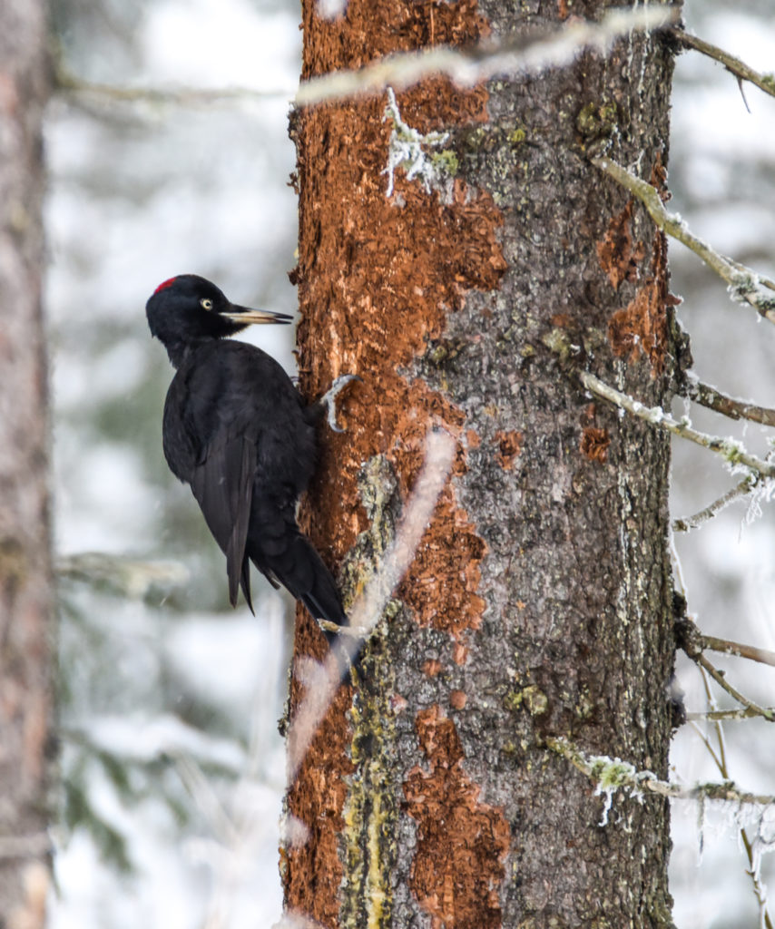 Valokuvaaja: Maija Savolainen Valokuvaaja: Maija Savolainen
