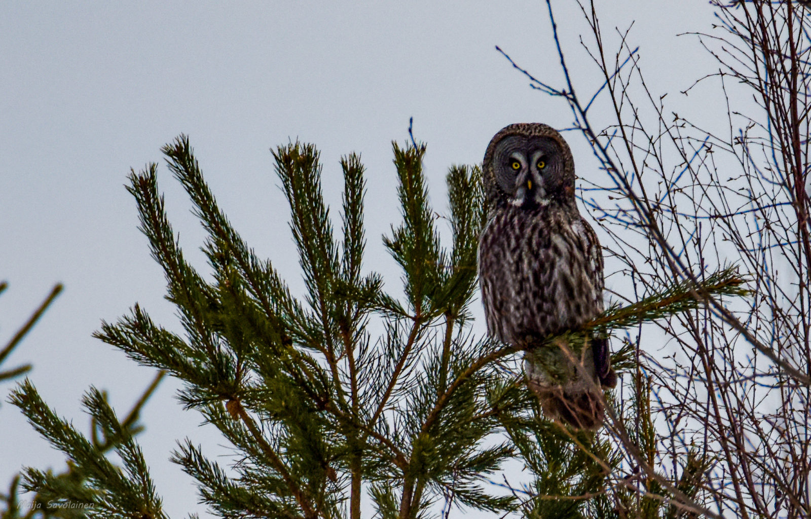 Valokuvaaja: Maija Savolainen