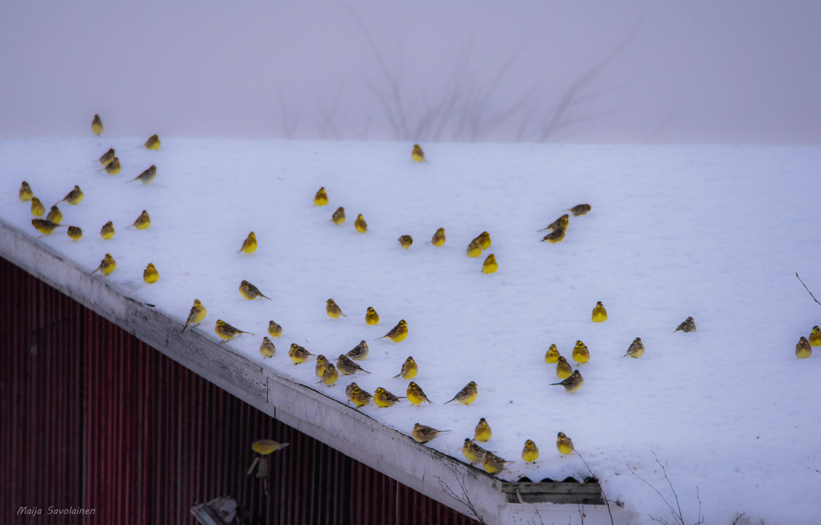 Valokuvaaja: Maija Savolainen