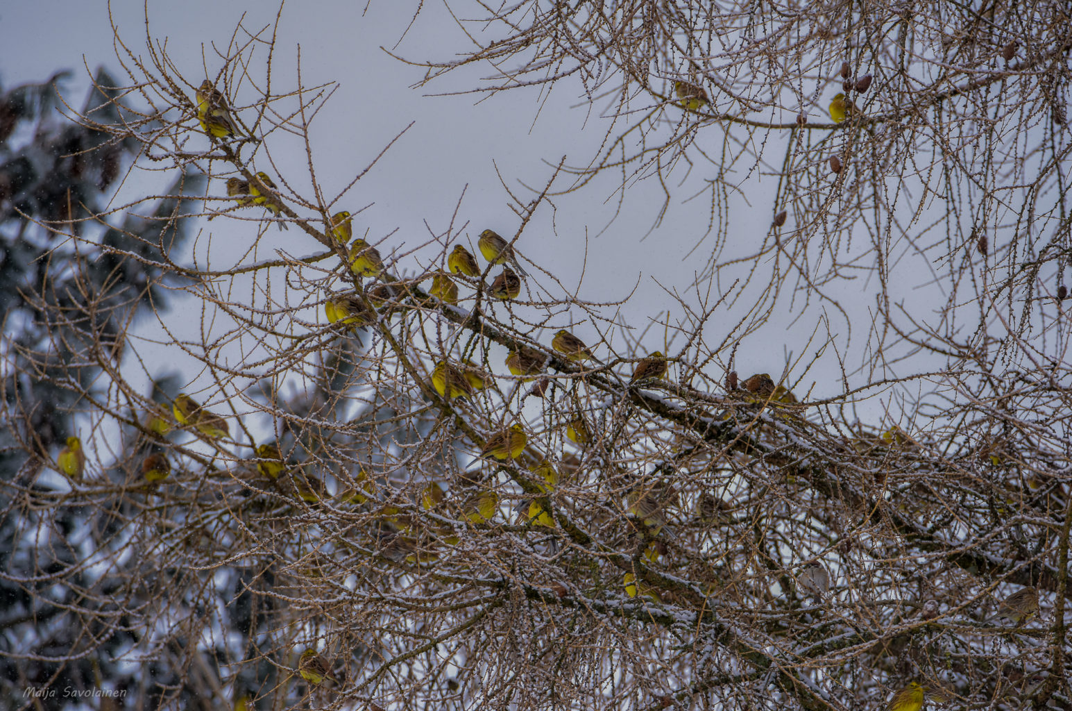 Valokuvaaja: Maija Savolainen