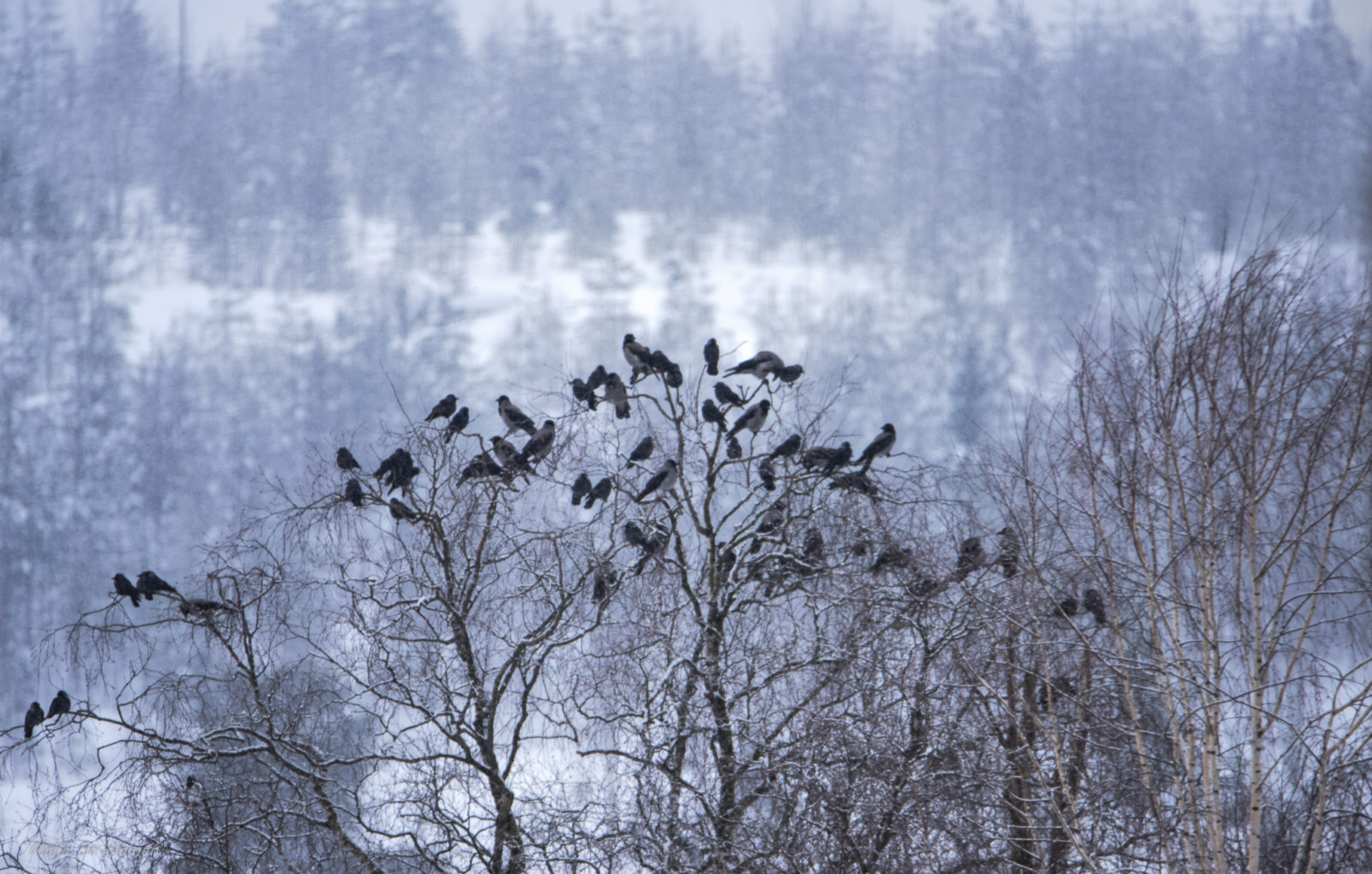 Valokuvaaja: Maija Savolainen