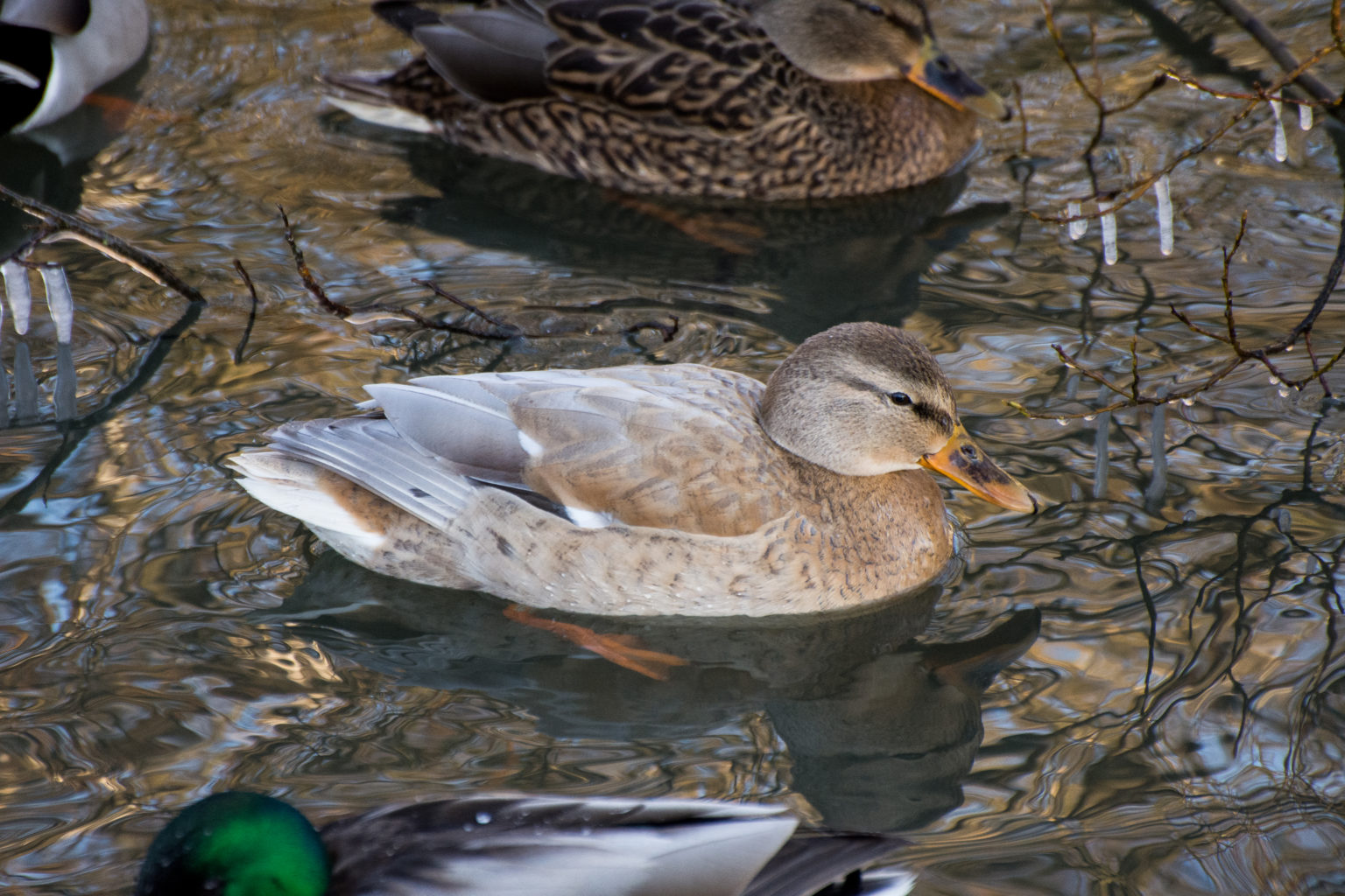 Valokuvaaja: Paavo Siukonen