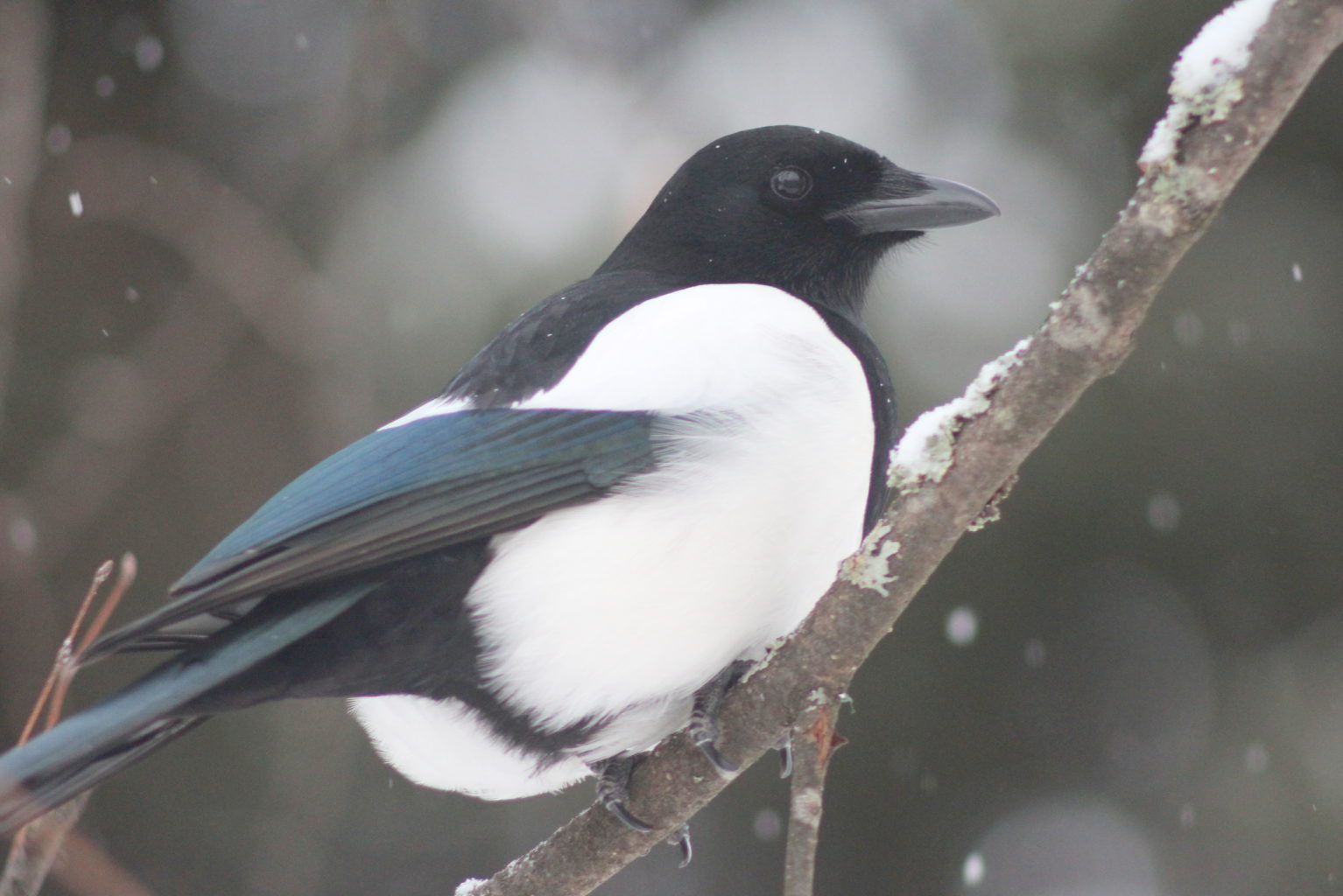 Valokuvaaja: Kalle Asikainen