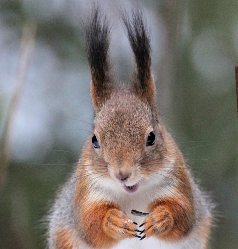 Valokuvaaja: Irja lehtinen