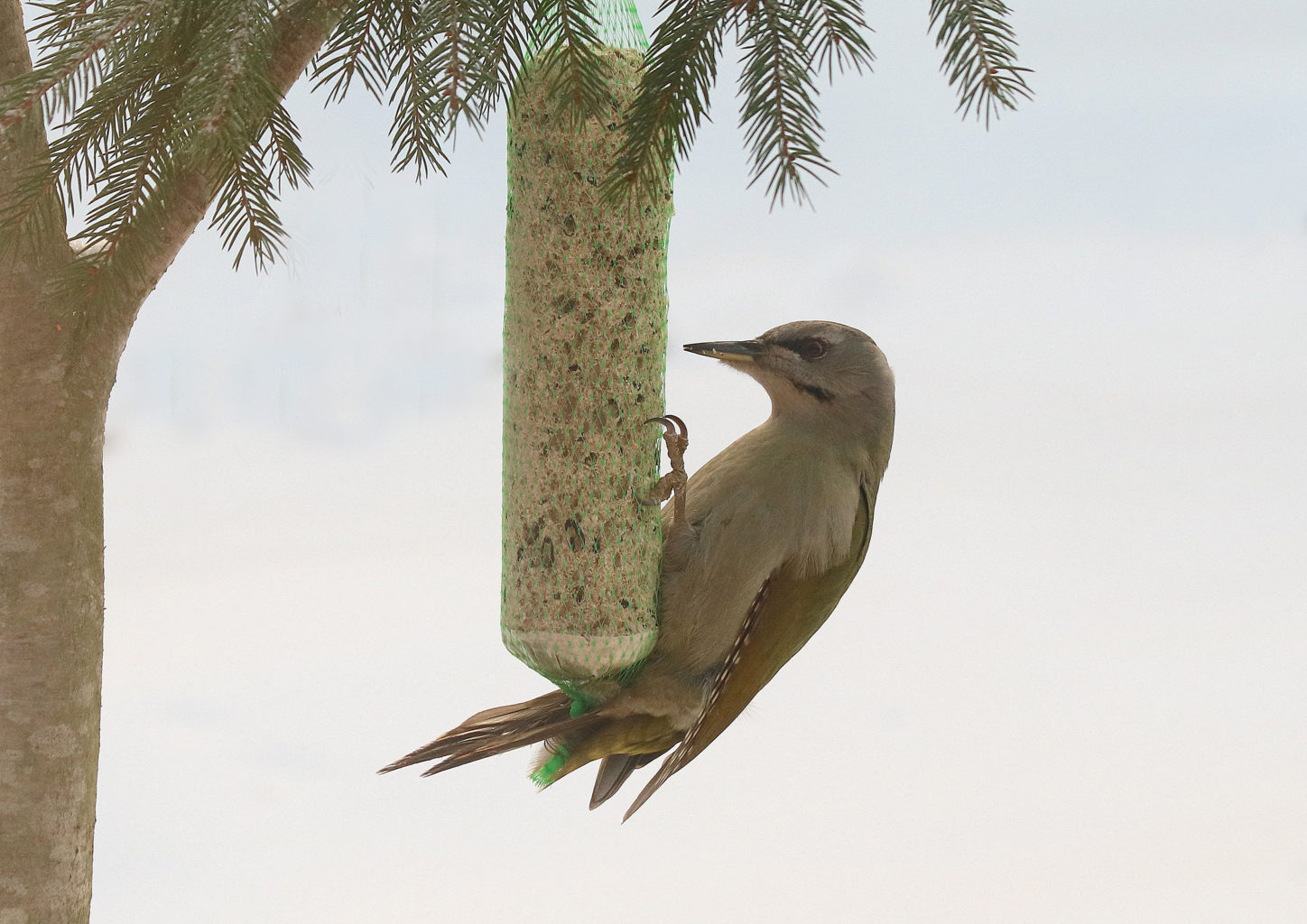 Valokuvaaja: hannu rasiranta