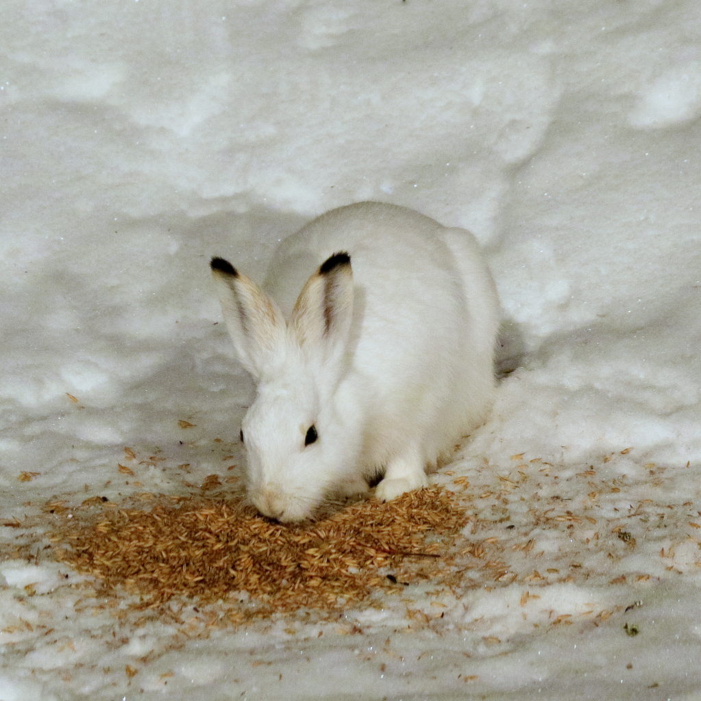 Valokuvaaja: hannu rasiranta