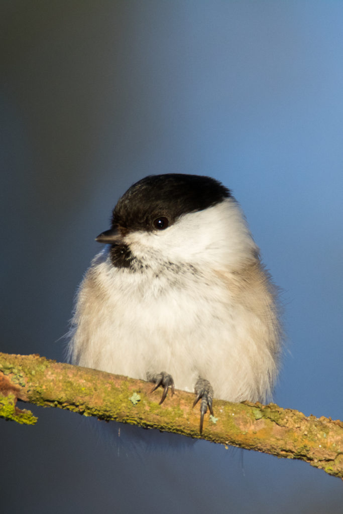 Valokuvaaja: Jetro Luhtaa