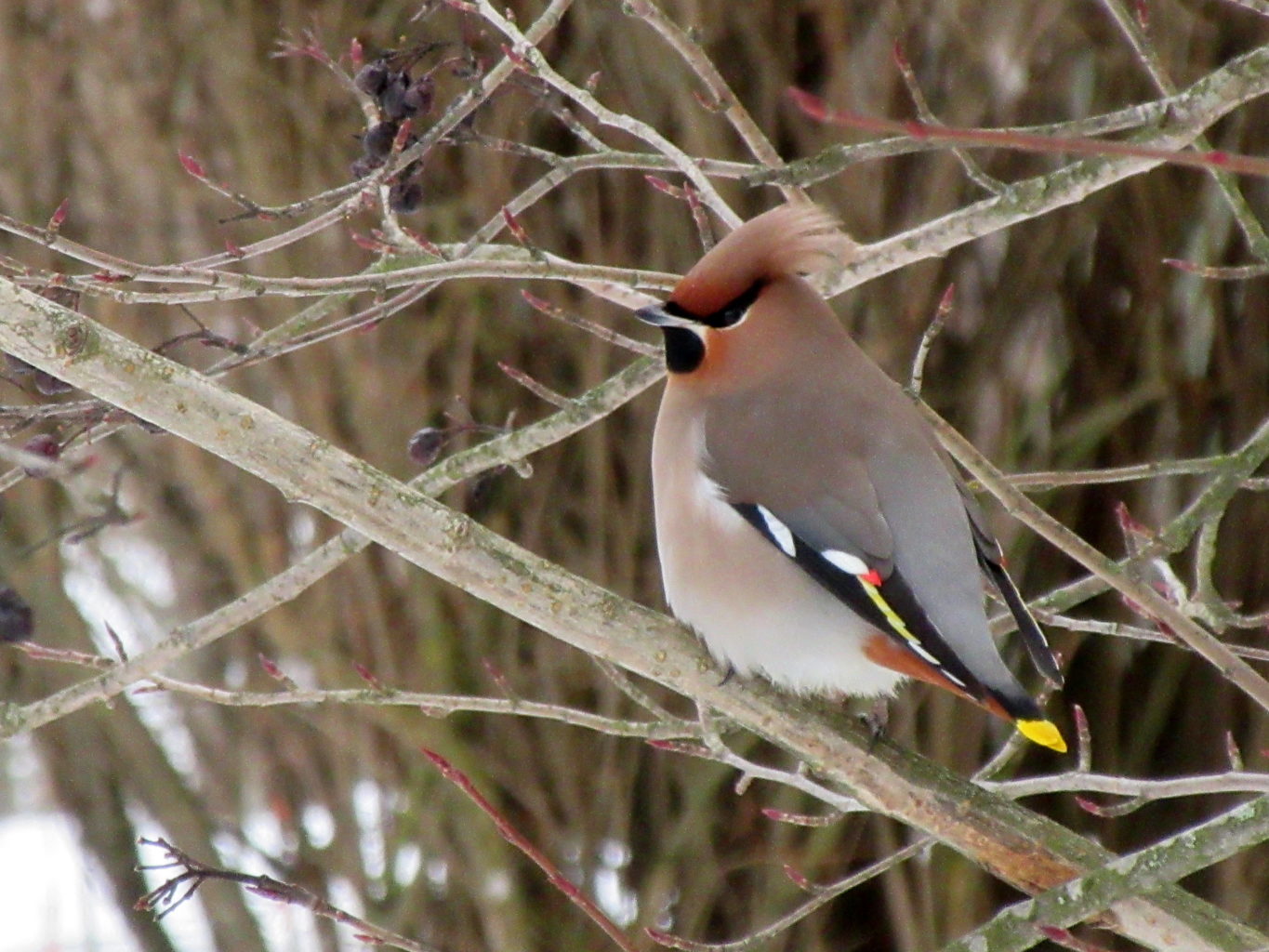 Valokuvaaja: Terttu Rantanen