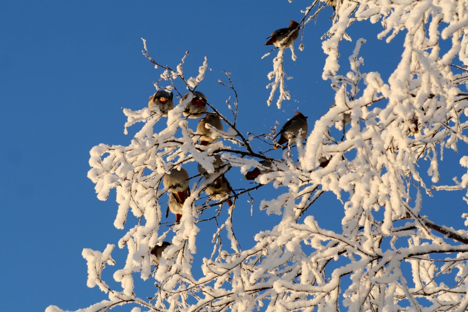 Valokuvaaja: Pirkko Siukonen
