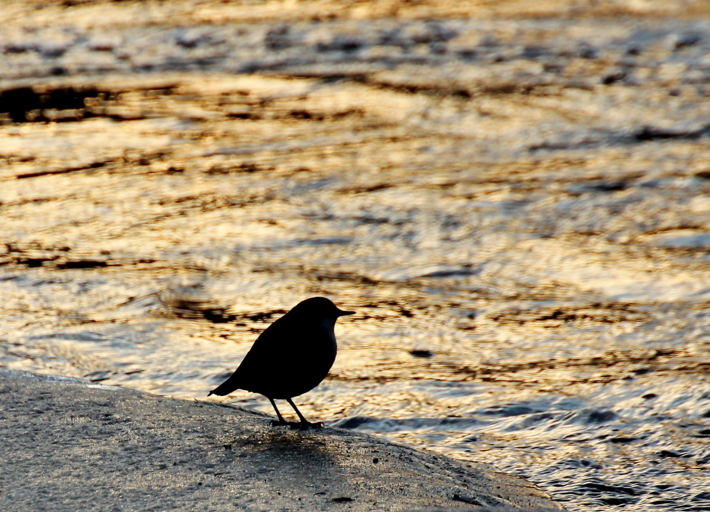 Valokuvaaja: Irja lehtinen