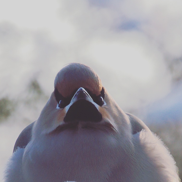 Valokuvaaja: Antti Viisteensaari Valokuvaaja: Antti Viisteensaari