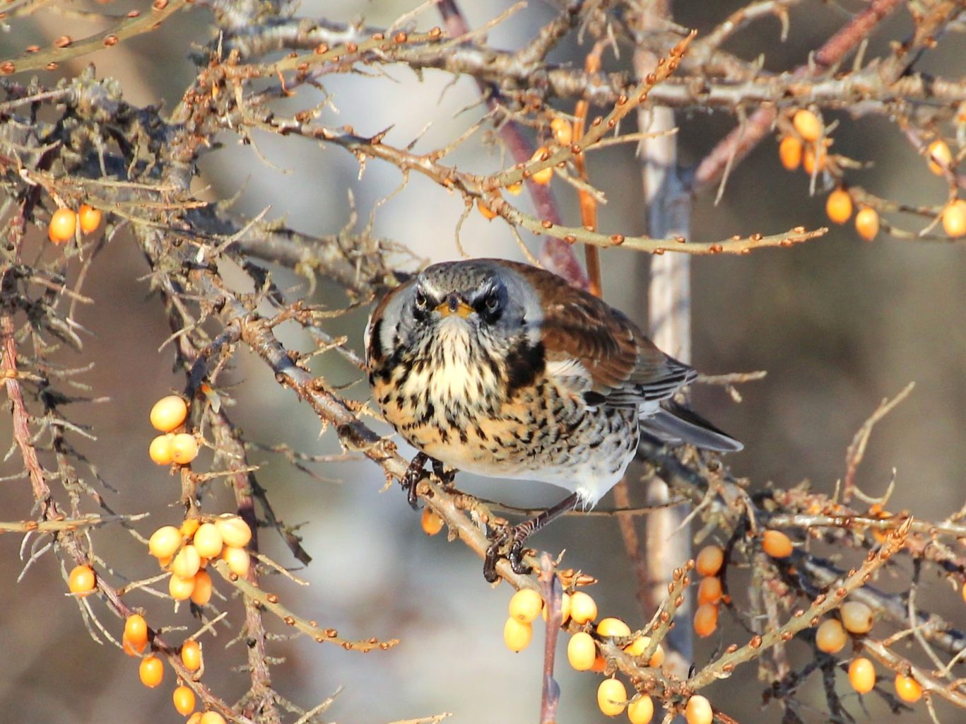 Valokuvaaja: Irja lehtinen