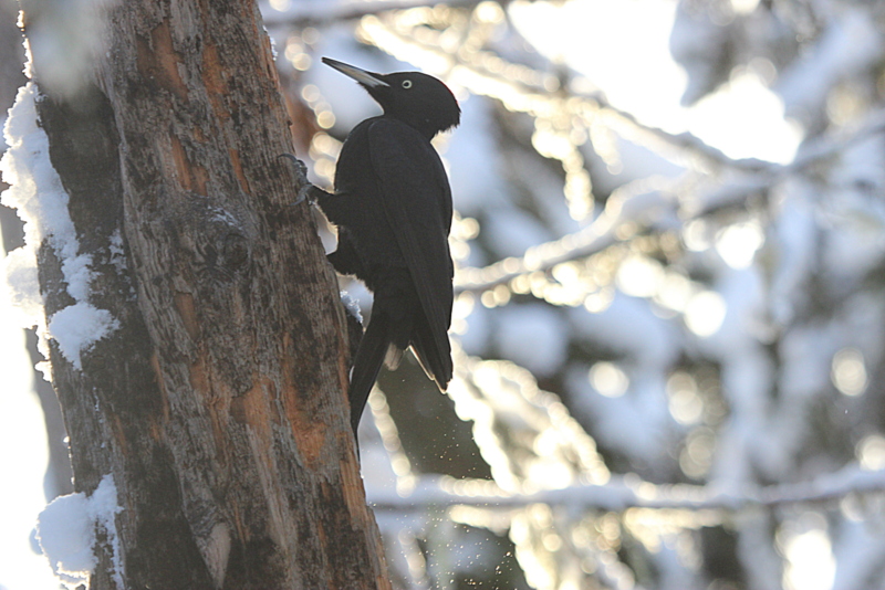 Valokuvaaja: Raija Kokkola