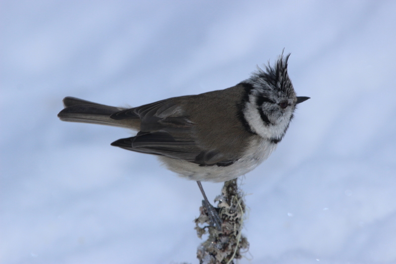 Valokuvaaja: Raija Kokkola
