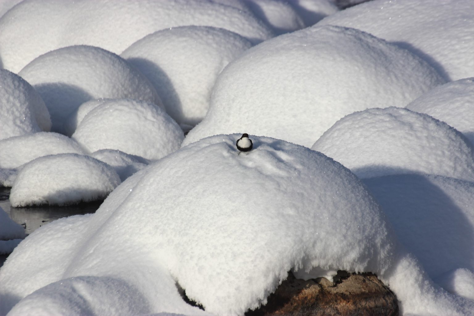 Valokuvaaja: Irja Lehtinen